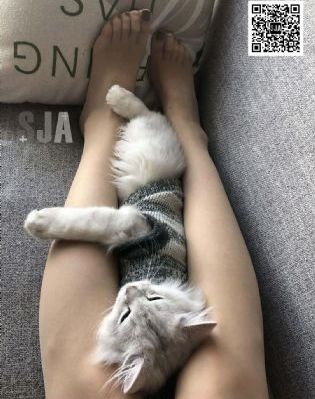 刀剑缭乱